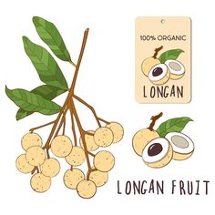 longan fruit on the branch with leaves and label for organic product, hand drawn illustration