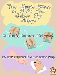 Two Simple Ways to Make Your Guinea Pigs Happy Guinea Pig Information, Guine Pig, Diy Guinea Pig Cage, Pig Ideas, Guinea Pig Cage