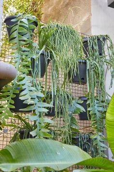 many plants are growing in black pots on the wall and behind them is a wire mesh fence