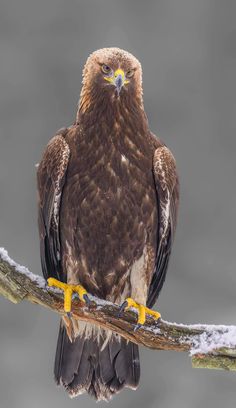 a brown and white bird sitting on top of a tree branch next to snow covered ground