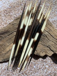 several sticks are laying on the ground next to a piece of driftwood