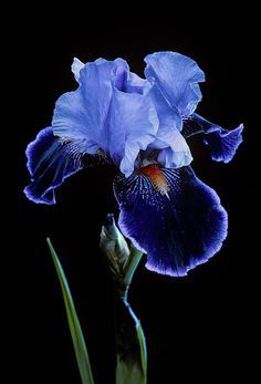 Tall Bearded Iris, Blue Iris, Iris Flower, Bearded Iris, Black Background, A Black, Getty Images, Stock Photos, Tumblr