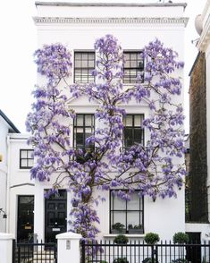 a tree with purple flowers in front of a white building