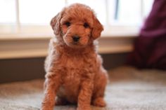 a small brown dog sitting on top of a carpeted floor next to a window