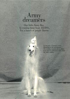 a white dog sitting in front of a gray background with the words army dreamers on it