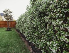 white flowers are growing on the side of a fenced in area with green grass