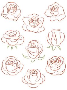 different types of roses drawn in red ink on white paper royalty art illustration, flower drawing,