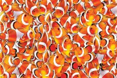 many orange and white clown fish in the ocean together, all looking like they're swimming