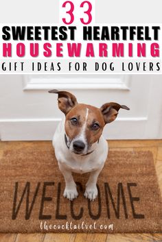 a brown and white dog sitting on top of a welcome mat