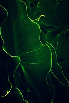 the green leaves are glowing brightly in the dark