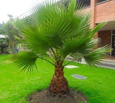 a small palm tree in the middle of a green lawn next to a brick building