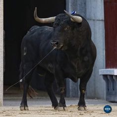 a black bull with large horns standing in front of a barn door and holding a rope