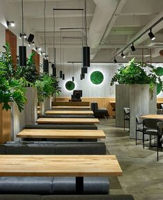 an empty restaurant with wooden tables and black seats, plants in planters hanging from the ceiling