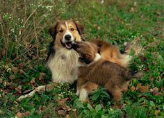 two dogs playing with each other in the grass