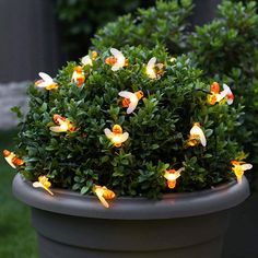 a potted plant with small white flowers in it's center and lights on the top