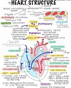 the heart diagram with words and pictures on it