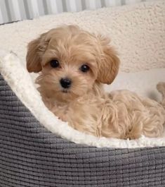 a small brown dog laying in a pet bed