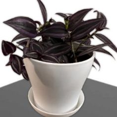 a potted plant sitting on top of a black table next to a white plate