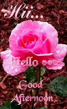 a pink rose with rain drops on it and the words hello, good afternoon written in cursive writing