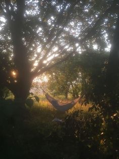 a hammock hanging from a tree with the sun shining through it's branches