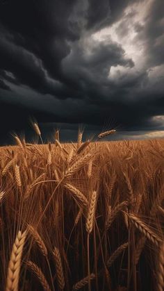 a field of wheat under a dark sky with storm clouds in the backgroud