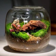 a glass jar filled with moss and rocks