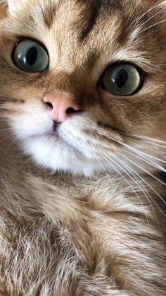 a close up of a cat with green eyes