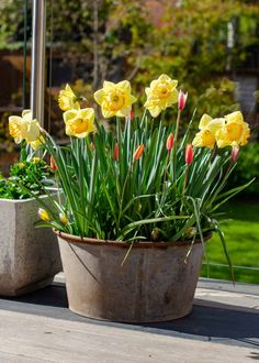 some yellow flowers are in a pot on a table