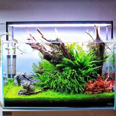 an aquarium with plants and rocks in it on a shelf next to a fish tank