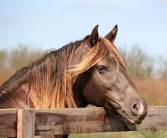 a brown horse with blonde hair standing next to a wooden fence and looking over it's head