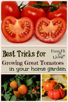 tomatoes and other vegetables with the words best tricks for growing great tomatoes in your home garden