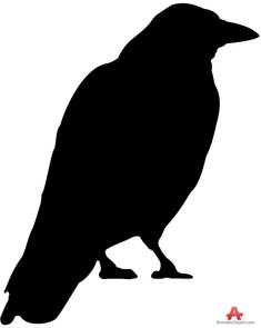 a black bird silhouetted against a white background