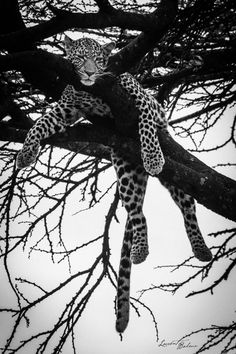 black and white photograph of two leopards in a tree with no leaves on it