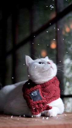 a white cat wearing a red knitted scarf