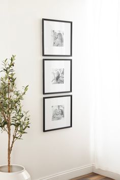 three black and white pictures hang on the wall next to a potted plant in a corner