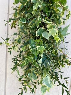 the green leaves are hanging on the white wooden wall and it is hard to tell what type of plant this is