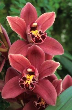 two red flowers with yellow stamens in the center and green leaves around them