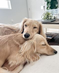 two long haired dogs laying on top of each other