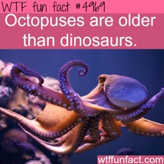 an octopus is swimming in the water