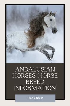 an image of a horse running in the snow with text that reads, andalusian horses horse breed information read now