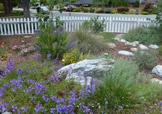 a white picket fence surrounding a garden with purple flowers and rocks in the foreground