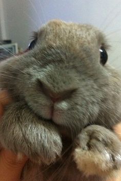 a close up of a person holding a rabbit