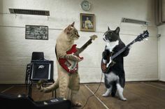 two cats are playing guitars and one cat is standing on it's hind legs