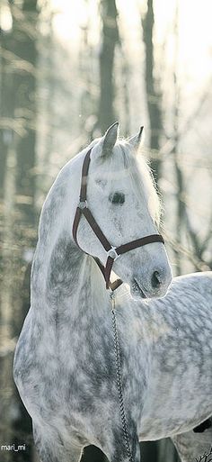 a white and grey horse standing in the woods