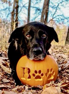 a black dog holding a pumpkin in its mouth