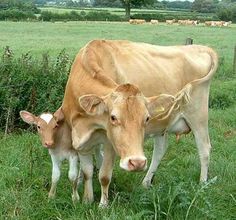 two brown cows standing next to each other on a lush green field