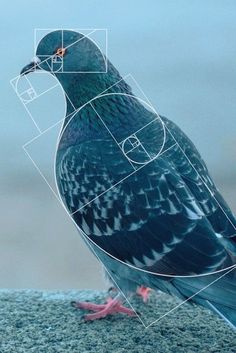 a pigeon is sitting on the ground with its head and body measurements in front of it