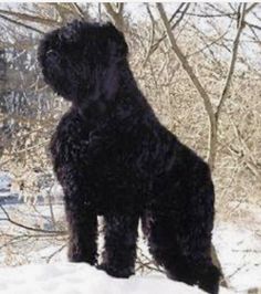 a large black dog standing in the snow