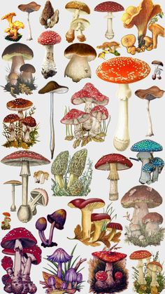 an image of many different types of mushrooms