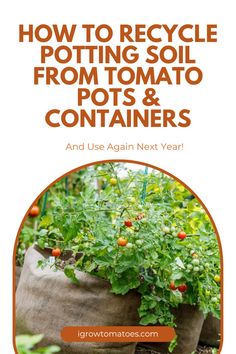 how to recycle potting soil from tomato pots & containers and use again next year